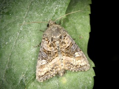 Euplexia lucipara