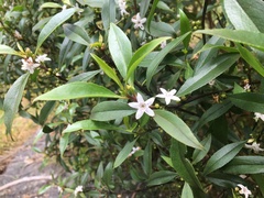 Myoporum petiolatum