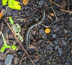 Ommatoiulus moreleti