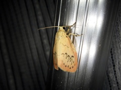 Miltochrista miniata