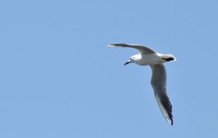 Chroicocephalus genei