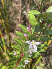 Agathosma crenulata