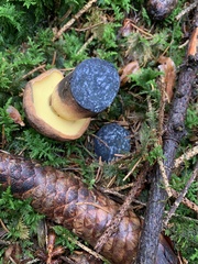 Cyanoboletus pulverulentus