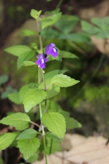 Scutellaria dumetorum