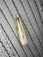 Crambus argyrophorus