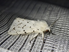 Spilosoma lubricipeda