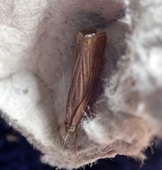 Chrysoteuchia culmella