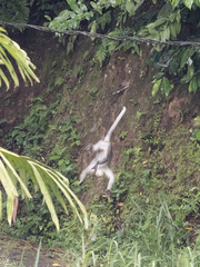 Macaca fascicularis