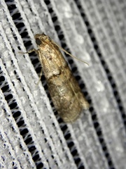 Acrobasis bellulella