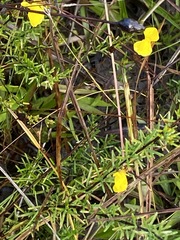 Hypericum brachyphyllum
