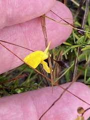 Hypericum brachyphyllum