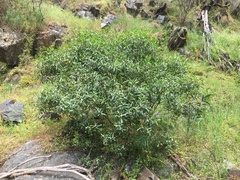 Myoporum petiolatum