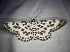 Antipercnia albinigrata