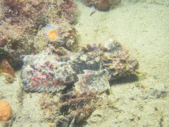 Aploactisoma milesii