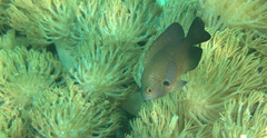 Pomacentrus brachialis
