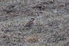 Emberiza leucocephalos