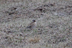 Emberiza leucocephalos