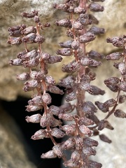 Umbilicus horizontalis