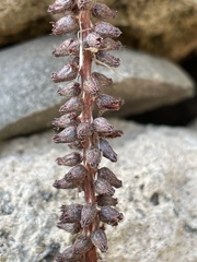 Umbilicus horizontalis