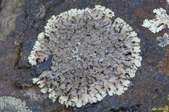 Xanthoparmelia conspersa