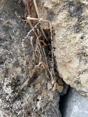 Umbilicus horizontalis