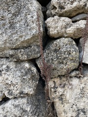 Umbilicus horizontalis