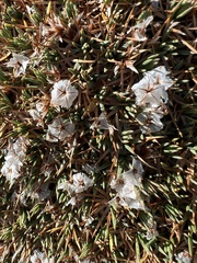 Acantholimon