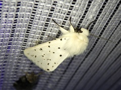 Spilosoma lubricipeda