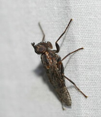 Pyrgotidae