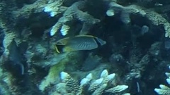 Chaetodon trifascialis