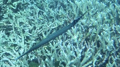 Aulostomus chinensis