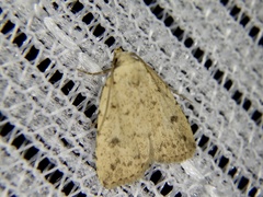 Anachrostis nigripunctalis