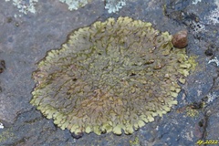 Xanthoparmelia pulla
