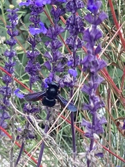 Xylocopa