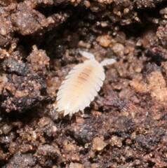 Platyarthrus hoffmannseggii