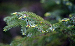 Picea glauca