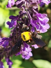 Xylocopa pubescens