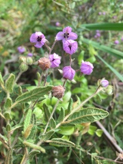 Thomasia petalocalyx