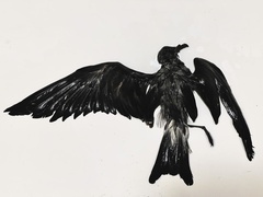 Hydrobates leucorhous
