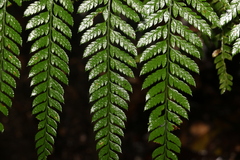 Arachniodes aristata