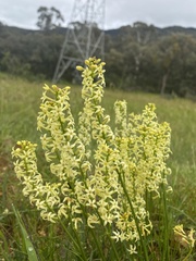 Stackhousia monogyna