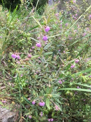 Thomasia petalocalyx