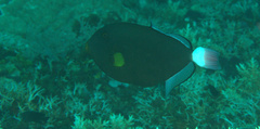 Melichthys vidua
