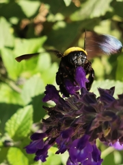 Xylocopa pubescens