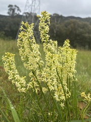 Stackhousia monogyna