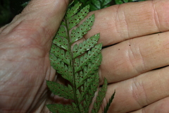 Arachniodes aristata