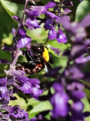Xylocopa pubescens