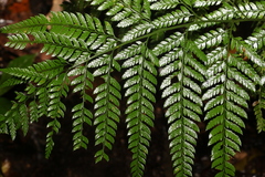 Arachniodes aristata