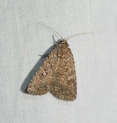 Hypoperigea tonsa