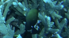 Zebrasoma scopas